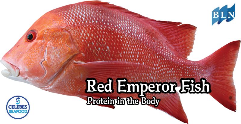 Red Emperor Protein: Important Role in Body Growth and Development